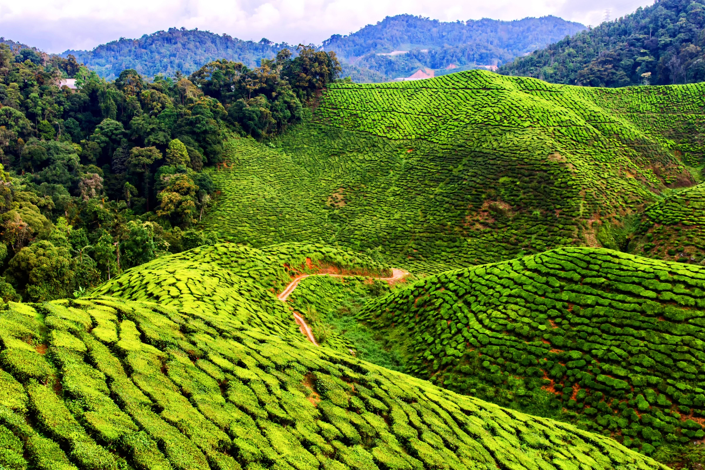 Cameron_Highlands[1].webp